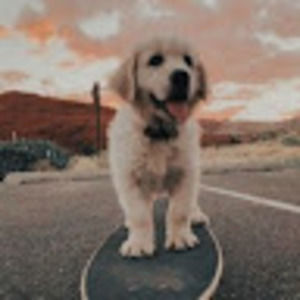 Meet your Posher, Sia